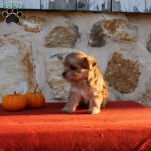 Ullisah, Morkie / Yorktese Puppy